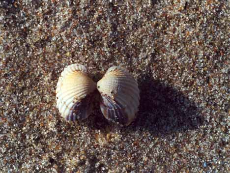 shells